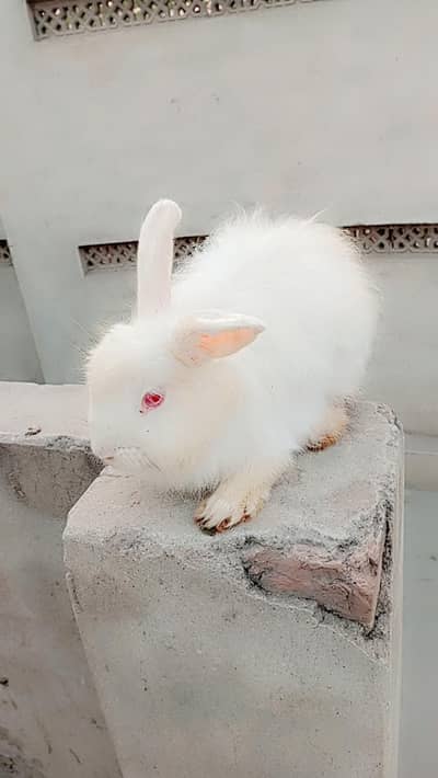 Fancy rabbit bunny pair