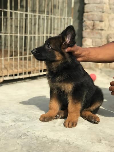 German shepherd puppy male for sale 0309/0097784