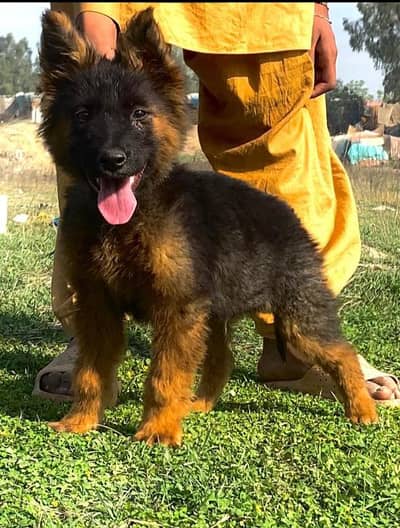 German Shepherd double coat male and October haldi 2 month for sale