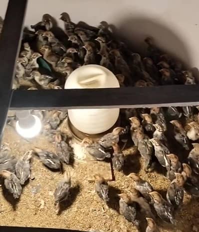 Egyptian Fayoumi misri hens | Rir, Austrolope for sale | chicks