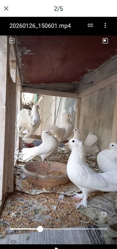 white laka pigeon