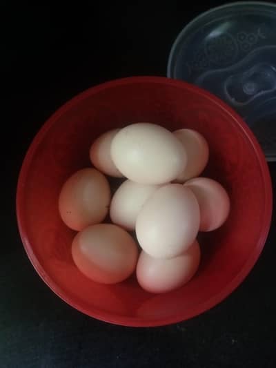 Bantam egg for sale