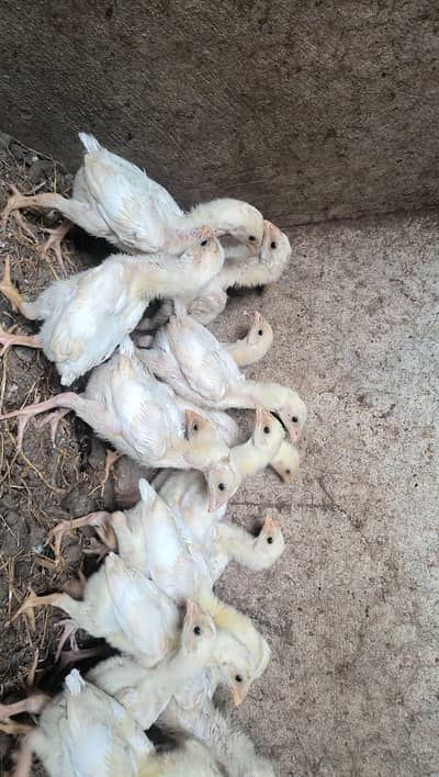 shamoo white japnees shamoo chicks available for sale