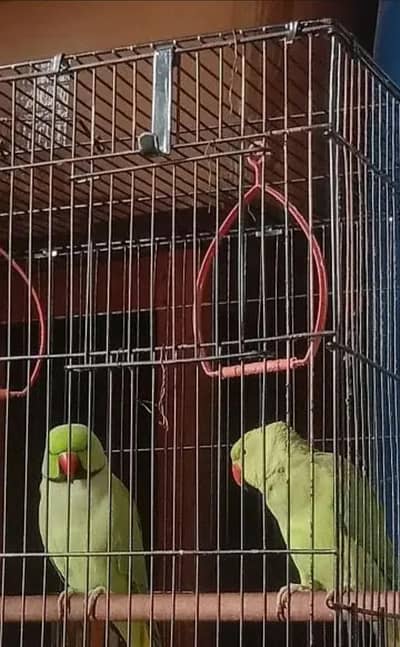 Beautiful healthy and active pair