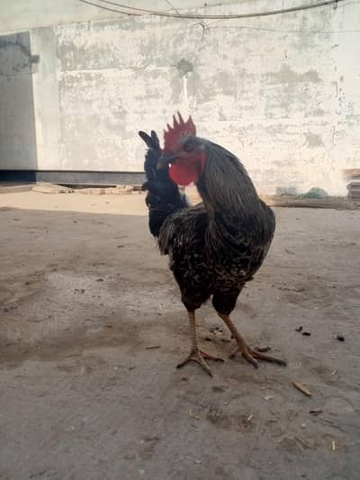 Two Rooster  for sale