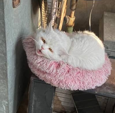 2 years age male cat neutered  for aale