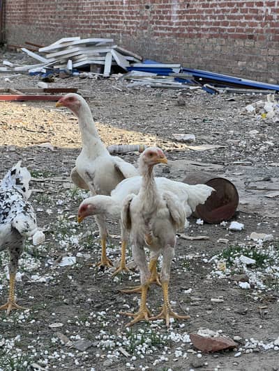 Shamoo chicks for sale in lahore age 4 months paper white and  cheena