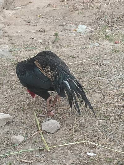 Mushka Aseel for Sale