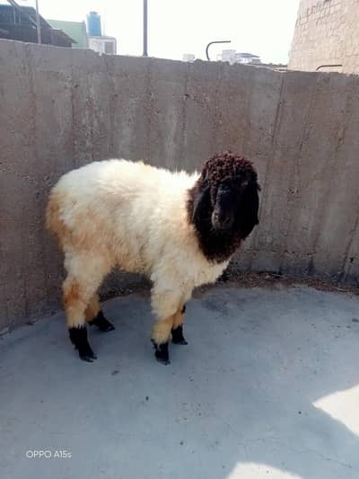 4 mahine ka dumba hai bahi bilkul okay hi dumba