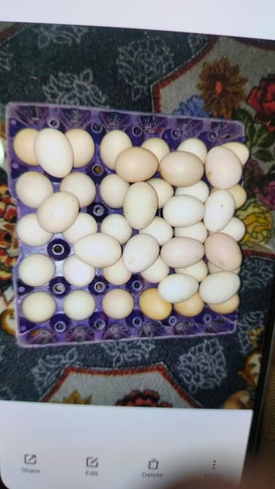 FERTILE EGG  FOR SALE URGENT. . .