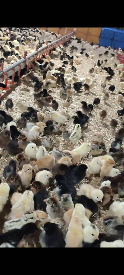 golden misri chicks for sale in sahiwal