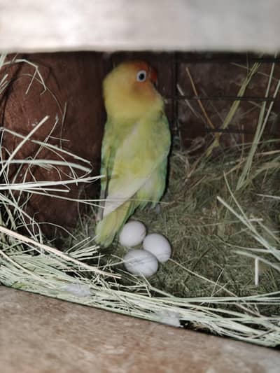 Love birds breeder pair for sale contact number 03029798991