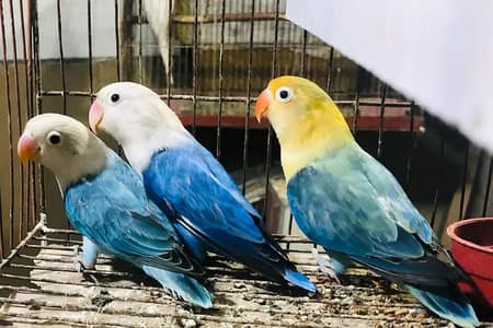 Parblue Opaline Blue Violet Opline Fisheri Lovebirds Split Palefallow