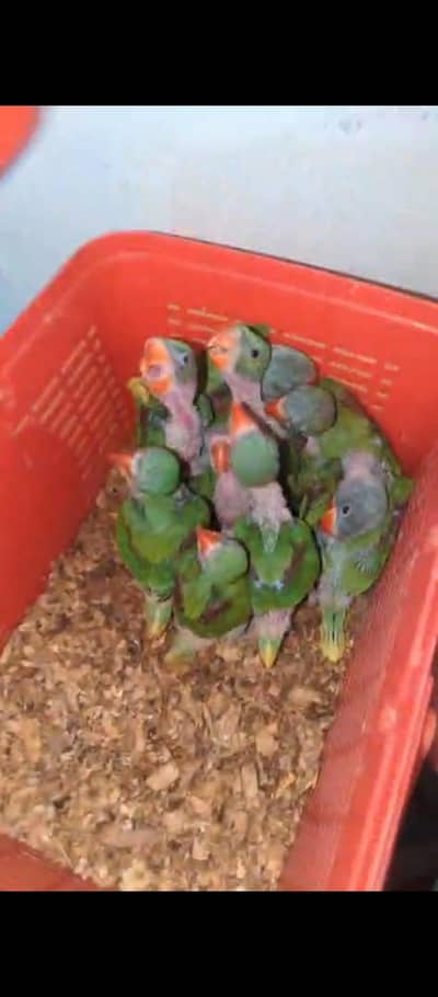 Raw parrot Chiks wildlife register