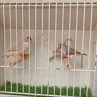 Zebra Mutation Finches Orange