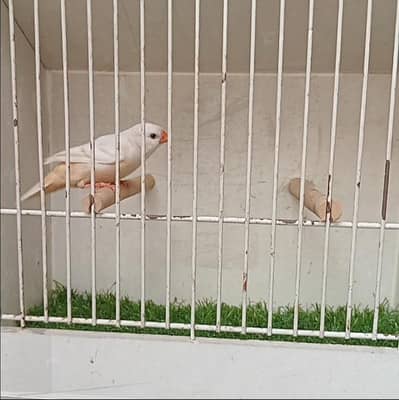 Zebra Mutation Finches Orange