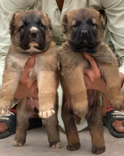 Kurdish kangal pair dabal hadi Havey bone stacture security dogs for