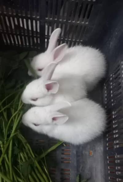 angoora rabbits