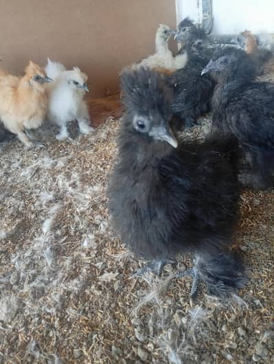American Black Silky chicks for sale.