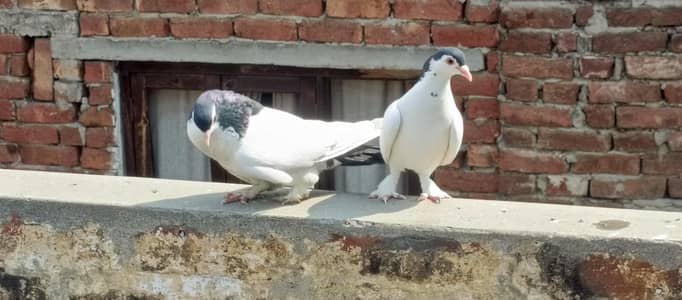 pigeon for sales 03234114240