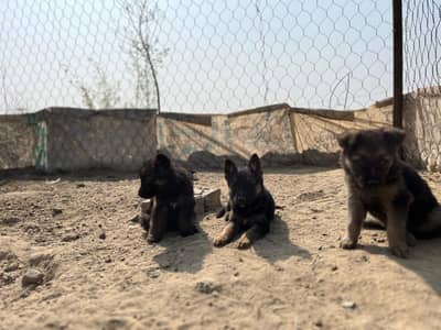 GERMAN SHEPHERD LONG COAT PUPPIES FOR SALE