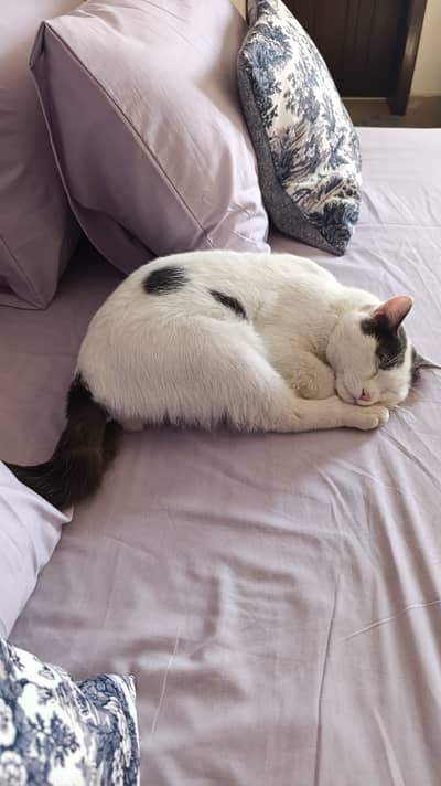 Home cat ony for cat lovers