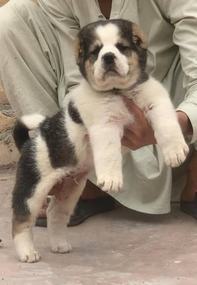 Alabai dabal Hadi have bone stacture security dogs for sale male