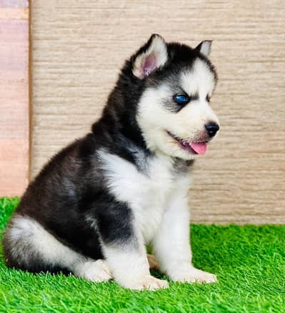 Top Quality husky puppy