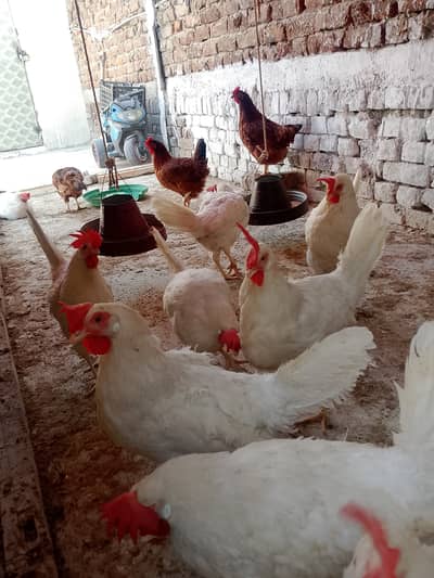 Layer and lohman braon