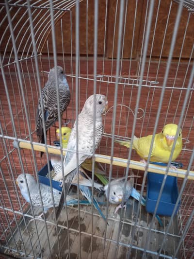 Australian budgies Parrots Pathy