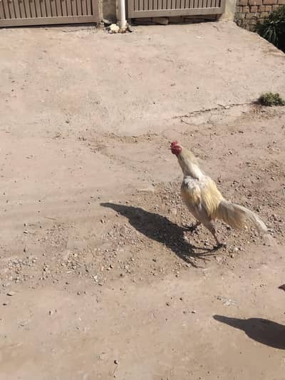 Aseel heera  paper white fertile   fresh egges available