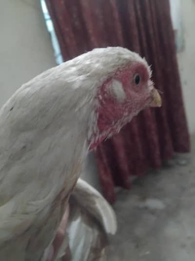 Aseel heera  paper white fertile   fresh egges available