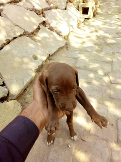 English pointer female