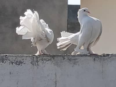 لکی کبوتری برائے فروخت