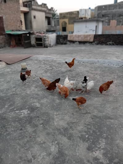 starter murgian for sale active healthy