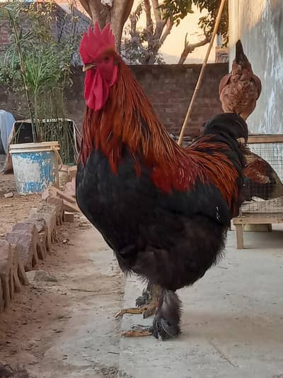 Buff male healthy murgha for sale