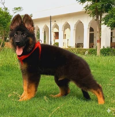 German shepherd top class puppy for sale