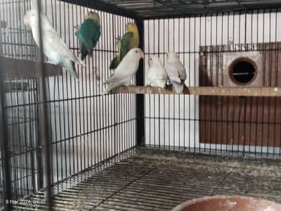 Love birds . . . . Per Piece 1000