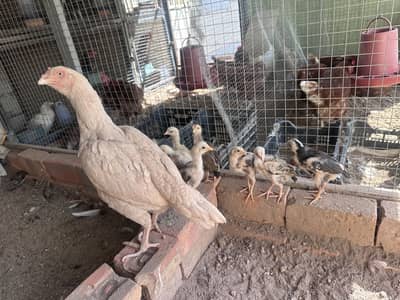 Aseel chicks available age 1/2/4 months
