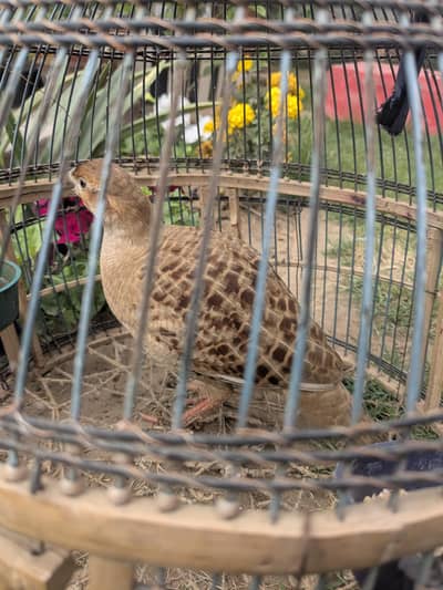 Dakani irani teetar for sale