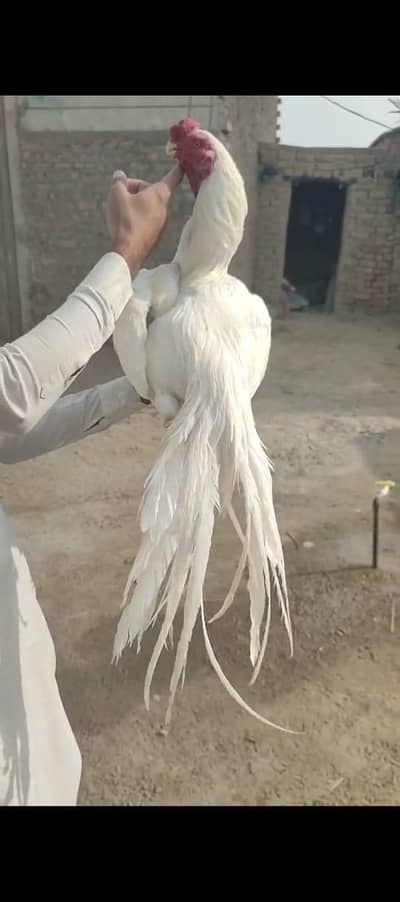 Parrot beak longtail Chicks
