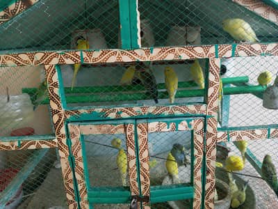 Australian Parrot with Cage