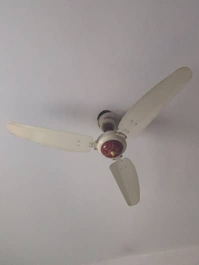Royal Calling Fan For sale pure coper 3fan for sale