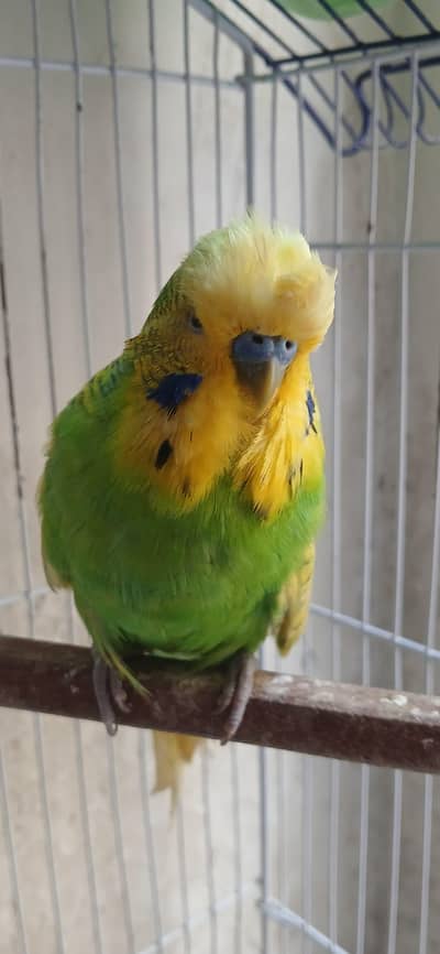 spankle exhibition crust male