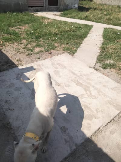 good dog good behavior