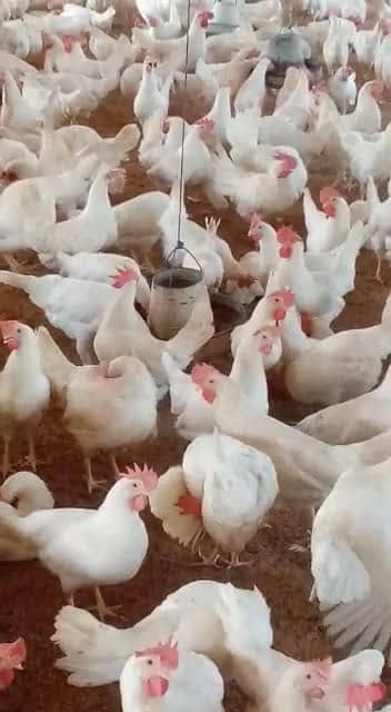 Sale  گھر کی پالی ہوئی صحت مند انڈے دینے والی مرغیاں برائے