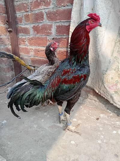 seel my hen 0308 4803249 WhatsApp number