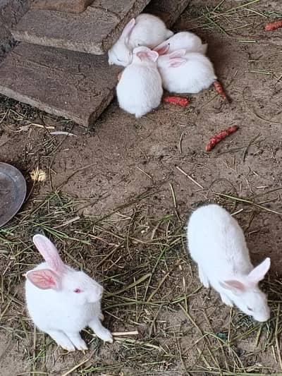 rabbits are available for sale