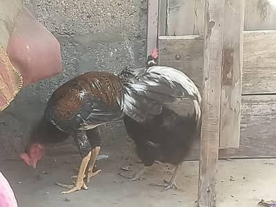 pair assel murga and misri murgi