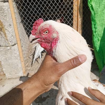 high quality breeder pair